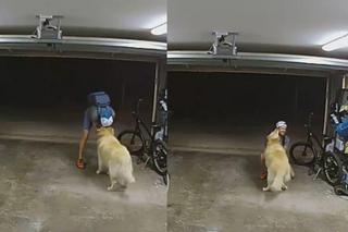 Pies zamiast przegonić złodzieja, zaczął się z nim bawić! [NAGRANIE]
