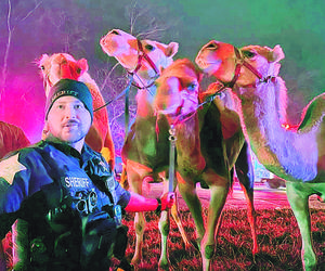 Ratowali zebry na autostradzie