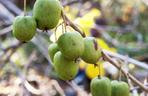 Aktinidia pstrolistna