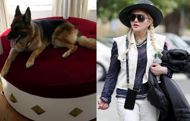 Pies milioner, Madonna