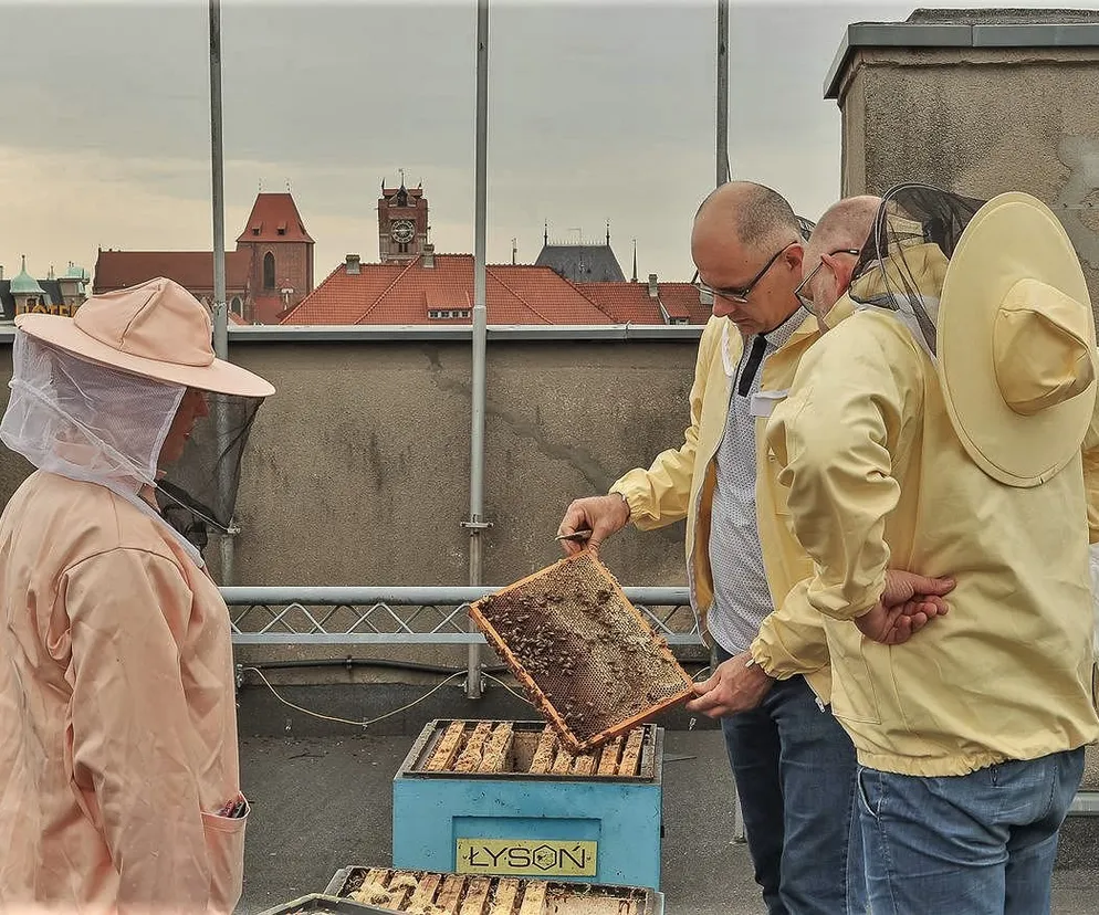 Ule na dachu Urzędu Marszałkowskiego. Marszałek obiecuje 80 litrów miodu