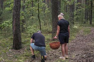 Gdzie na grzyby 2025? Oto najlepsze miejsca w Polsce!