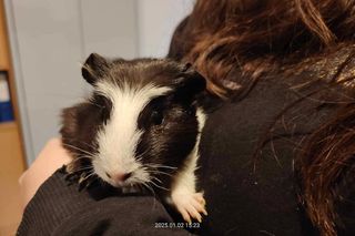 Świnki morskie porzucone w tramwaju. Ludzie nie przestają nas zadziwiać