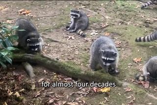 Inwazja szopów! Sto osobników zaatakowało dom kobiety. Przerażające!