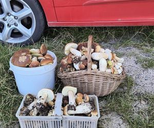 Wysyp grzybów w woj. świętokrzyskim. „Rosną jak na drożdżach”