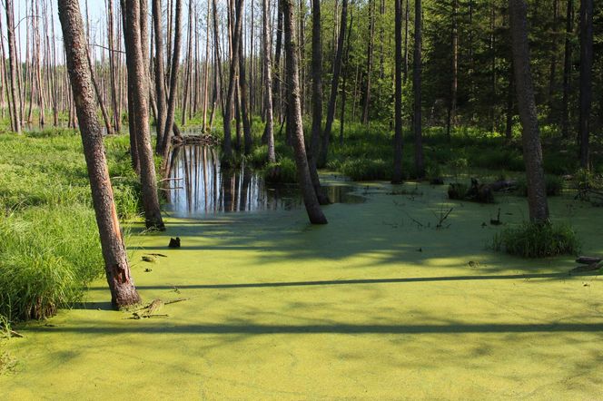 4. Puszcza Knyszyńska – kolorowy świat Podlasia