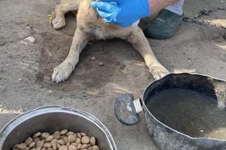 Pies słaniał się na nogach. Wstrząsająca interwencja Inspektoratu OTOZ Animals Braniewo [ZDJĘCIA]