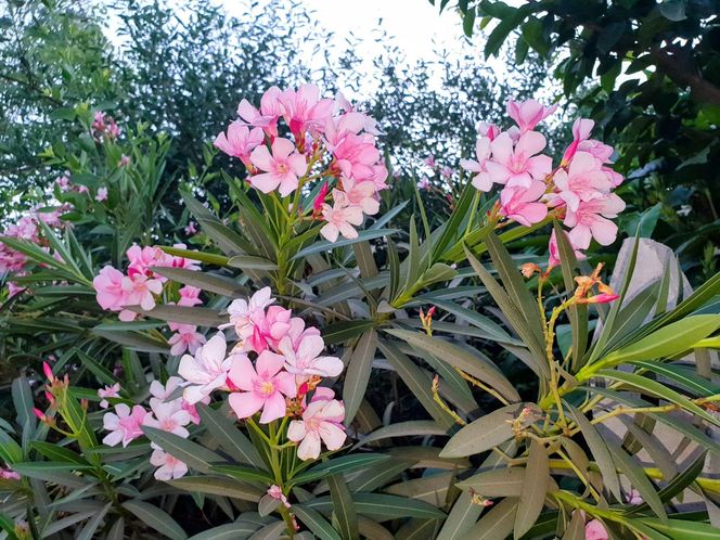 Oleander