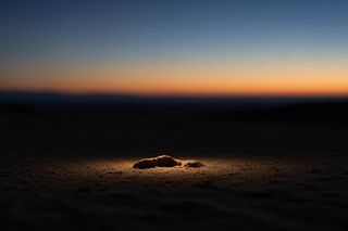 Zaginął czteroletni Gus z Australii. Czy jeden ślad wprowadza w błąd?