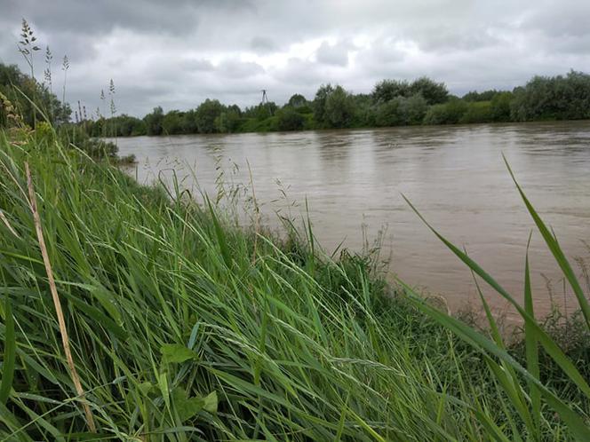 Wysoki Dunajec pod Tarnowem! Biała przy Azotach też przybiera