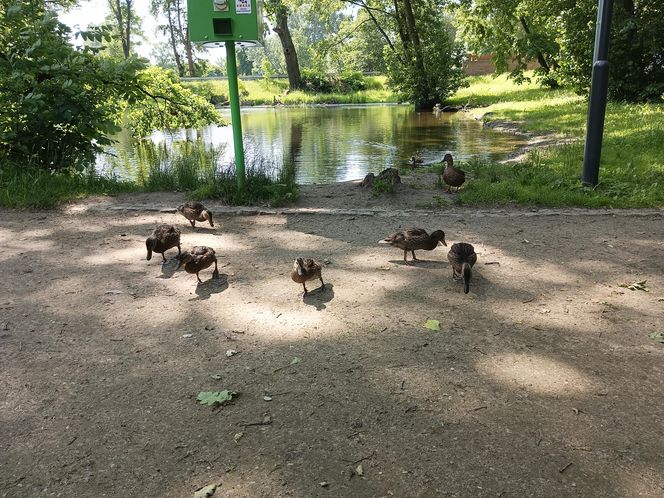 Parki podworskie w powiecie gdańskim