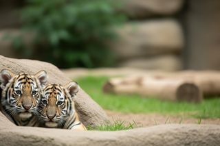 Opolskie tygrysiątka. Kiedy małe Tajga i Tundra wyjdą na wybieg?