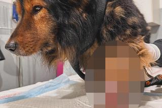 Znęcali się nad psem