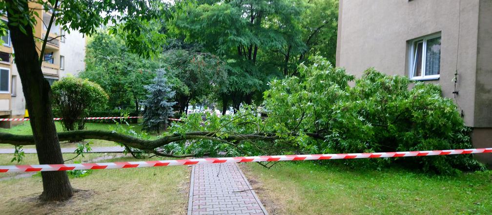 Drzewo runęło na blok i chodnik w Krakowie