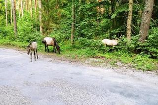 Warmia i Mazury. Wypoczynek bez tłumów