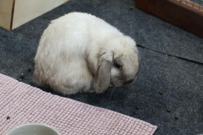 ZooPark ponownie przyciągnął do Targów Lublin tłumy miłośników zwierząt