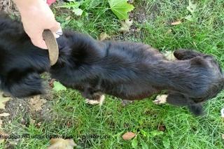 Pieski były w fatalnym stanie. Ich właściciel już usłyszał zarzuty znęcania się