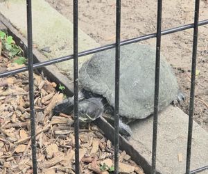 Zaglądamy do mieszkańców bydgoskiego ZOO. Kto mieszka w sercu Myślęcinka?