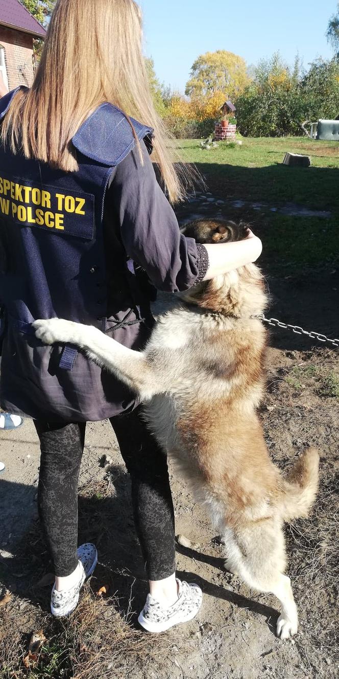 1 proc. podatku dla podopiecznych. Wspomóż Towarzystwo Opieki nad Zwierzętami