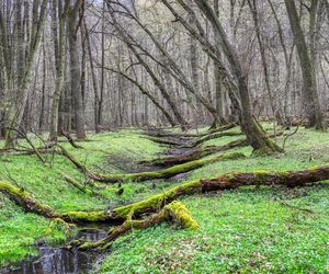 W tym małopolskim lesie polowali niegdyś królowie. Dziś hodują tam żubry 