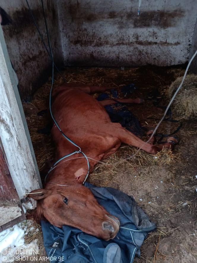 Strażacy z Gdyni pomogli podnieść chorego konia, który upadł w stajni