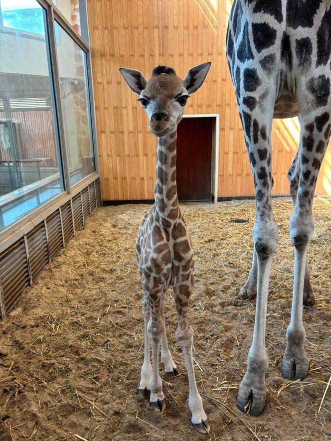 Nowy mieszkaniec ZOO w Warszawie