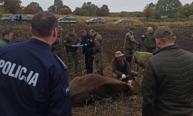 Kolejny zastrzelony żubr pod Drawskiem