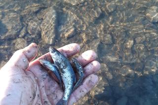 Setki zdechłych ryb, w tym gatunek chroniony. Wędkarze łowiący w Wiśle w okolicach Krakowa alarmują