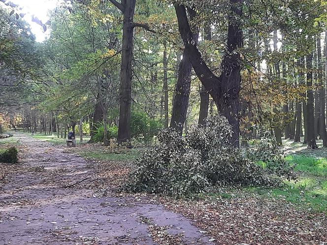 Skutki wichury we Wrocławiu