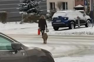 Dziki chciały wyrwać kobiecie reklamówkę z zakupami