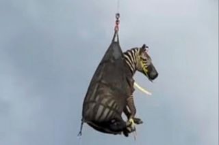 Koniec wielkiej ucieczki zebry! Zobacz, co stało się po tygodniu