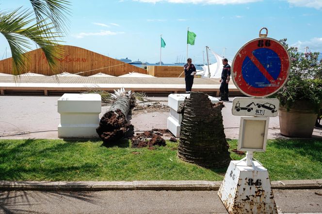 Dramat na festiwalu w Cannes! Producent uderzony przez palmę trafił do szpitala 