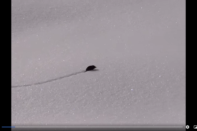 Maleńki ssak sprintem biegnie po śniegu. Ale zasuwa! Nagranie to hit w sieci! 