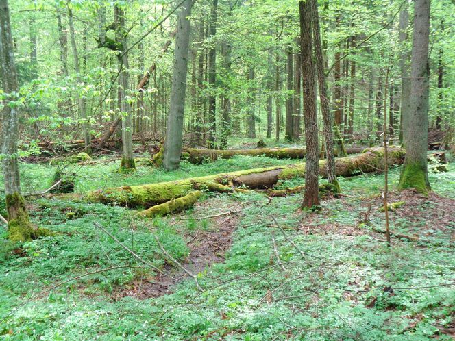Puszcza Białowieska – ostatnia taka puszcza w Europie