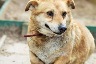 Garon czeka na nowy dom. Adoptuj psa ze schroniska w Białymstoku