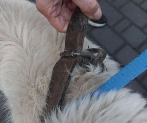 Tak traktowano psa na Podhalu. Właściciel nie zdejmował mu obroży od 12 lat