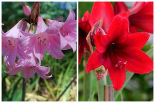 Czym się różni amarylis od hippeastrum?