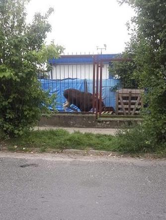Łoś na ulicach Płocka! Na miejscu lekarz weterynarii [ZDJĘCIA, AKTUALIZACJA]