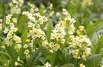 Pierwiosnek lekarski (Primula officinalis, syn. Primula veris)