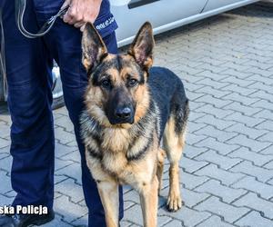 Policyjne psy w Lubuskiem - ARES (Zielona Góra)