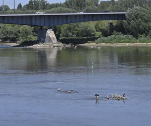 Niski stan wody w Wiśle