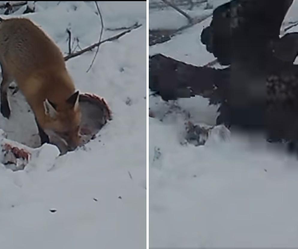 Orzeł atakuje lisa z powietrza. Niesamowite nagranie z Bieszczad! 