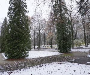 Białystok pod śniegiem. W mieście pojawiły się pierwsze świąteczne ozdoby