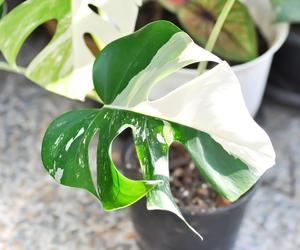 Monstera variegata