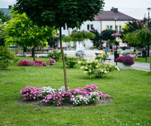 Klimontów 