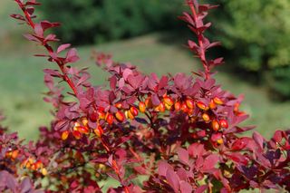 Balkon w jesiennej odsłonie.  Złoto, burgund i pomarańcz – najpiękniejsze rośliny na ten czas