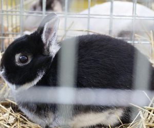 ZooPark ponownie przyciągnął do Targów Lublin tłumy miłośników zwierząt