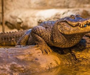 Wielkie świętowanie w płockim ZOO. Aligatorzyca Marta kończy 93 lata!
