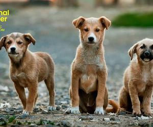 112 dla zwierząt. Animal Helper wystartuje pilotażowo w jednym województwie