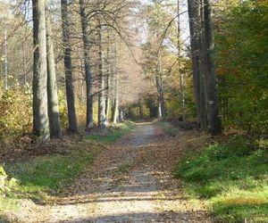 Szlak na Górę Dębową zachwyca jesienią. Rosną tam 100-letnie drzewa